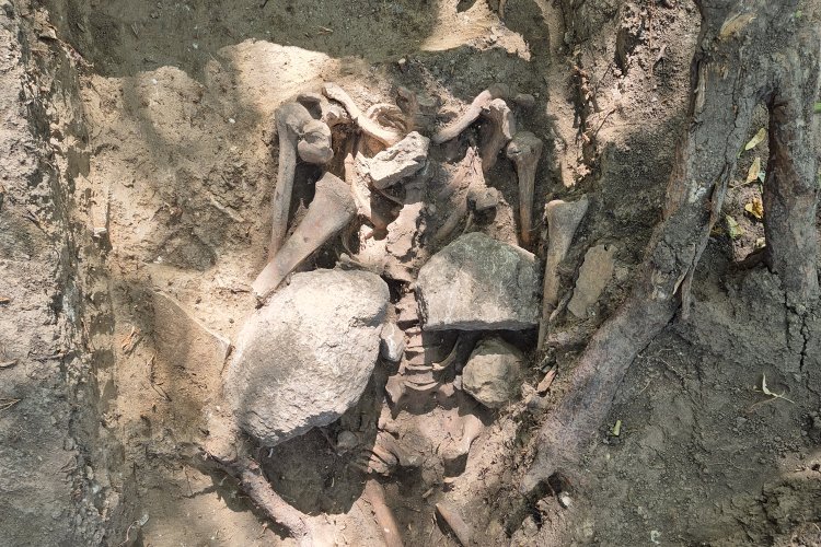 Bestattung eines Mannes mit Steinen auf dem Oberkörper auf dem ehemaligen Galgenberg in Quedlinburg. © Landesamt für Denkmalpflege und Archäologie Sachsen-Anhalt, Jörg Orschiedt.