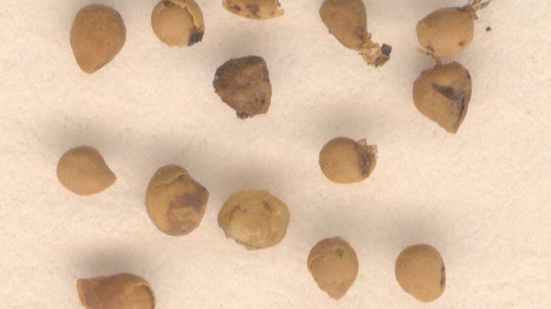Abbildung 7: Nüsschen der Echten Feige (Ficus carica). © Landesamt für Denkmalpflege und Archäologie Sachsen-Anhalt.