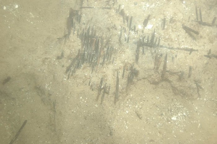 Abbildung 13: Fragment einer Fischreuse, die infolge ihrer Zerbrechlichkeit nicht geborgen werden konnte. Sie lag der Seekreide auf und war karolingisch. © Landesamt für Denkmalpflege und Archäologie Sachsen-Anhalt, Harald Lübke. Abbildung 13: Fragment einer Fischreuse, die infolge ihrer Zerbrechlichkeit nicht geborgen werden konnte. Sie lag der Seekreide auf und war karolingisch. © Landesamt für Denkmalpflege und Archäologie Sachsen-Anhalt, Harald Lübke.