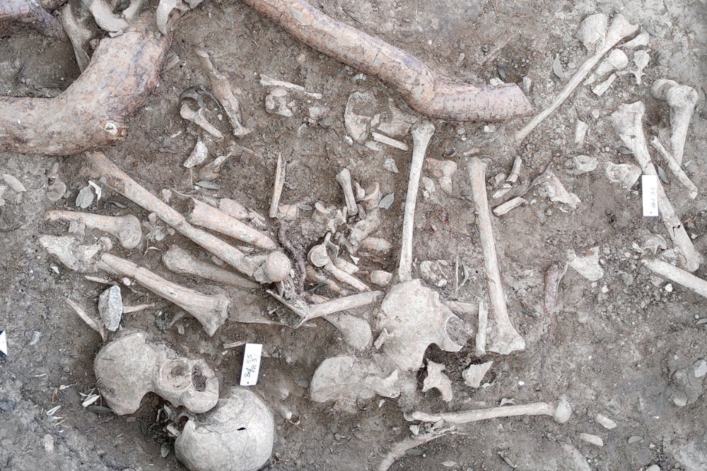 Knochengrube mit zahlreichen menschlichen Skelettresten. © Landesamt für Denkmalpflege und Archäologie Sachsen-Anhalt, Marita Genesis.